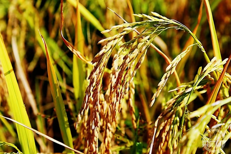 1694654300482565.png 圖片3.png